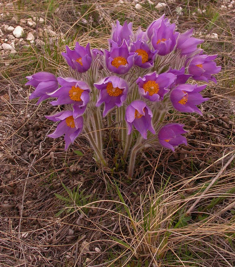 Image of Pulsatilla patens specimen.