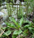 Plantago major