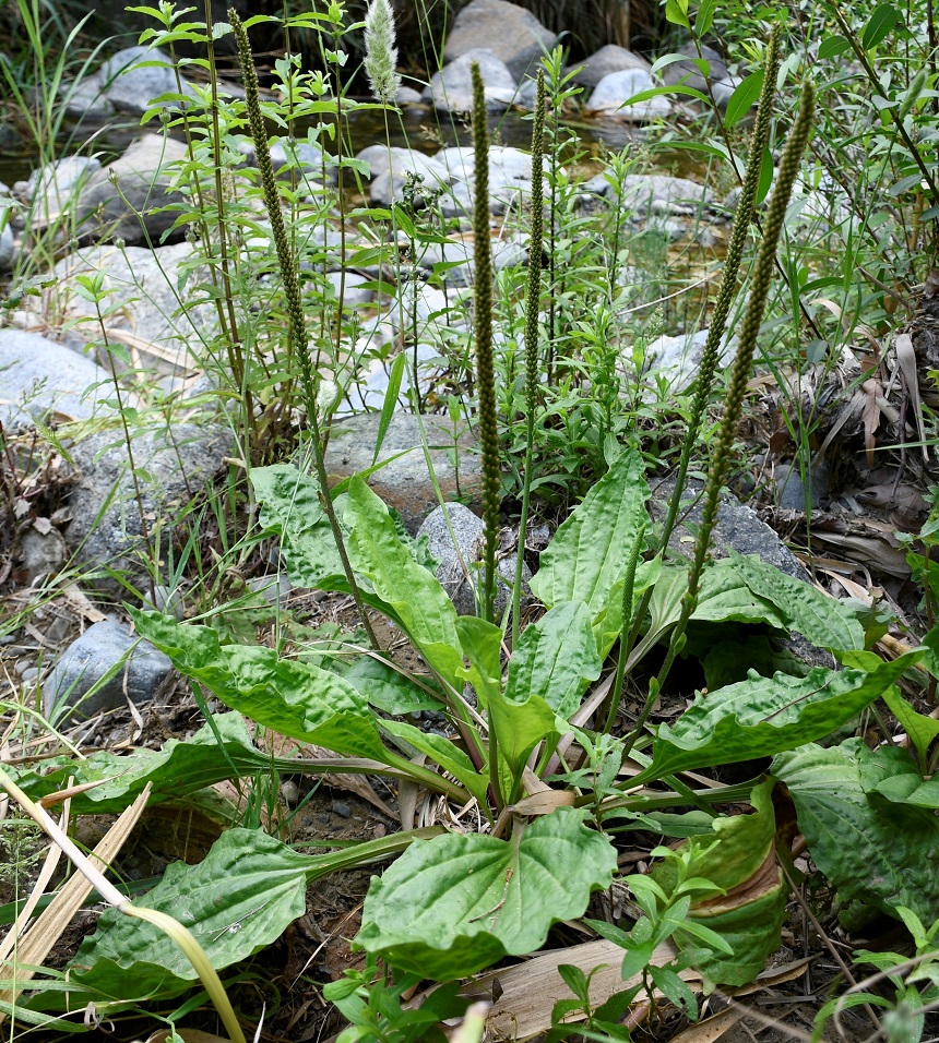 Image of Plantago major specimen.