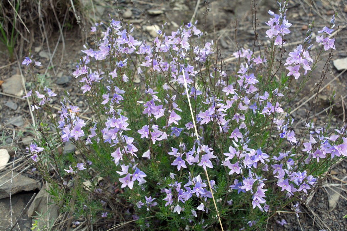 Изображение особи Veronica multifida.