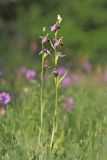 Ophrys apifera. Цветущие растения. Крым, Байдарская долина, окр. с. Орлиное, гора Пска-Баир. 06.06.2023.