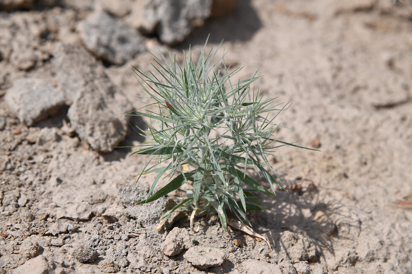 Изображение особи Ceratocarpus utriculosus.