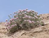 Acanthophyllum pungens. Цветущее растение. Узбекистан, Наманганская обл., Папский р-н, 15 км СЗЗ г. Пап, глинистый склон. 20 мая 2023 г.