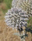 Echinops leucographus. Соцветие. Узбекистан, Джизакская обл., Фаришский р-н, 4 км ССВ пос. Учкулач, побережье оз. Айдаркуль, дно степной балки вблизи оросительной канавы, у дороги. 26 мая 2023 г.