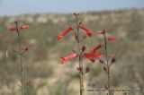 Gambelia juncea