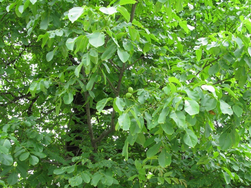 Image of Juglans regia specimen.