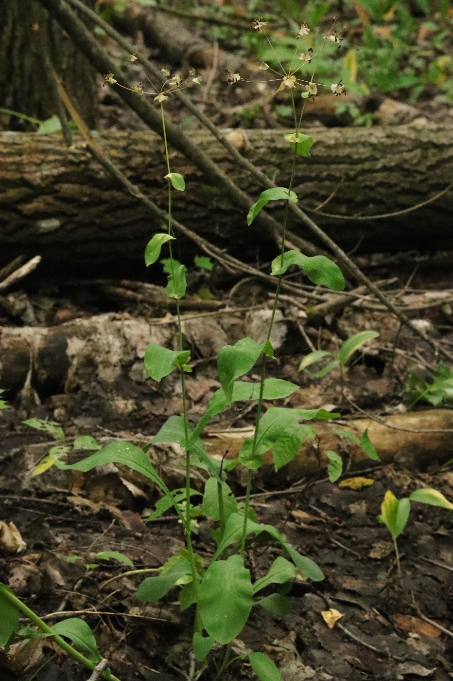 Изображение особи Bupleurum longifolium ssp. aureum.