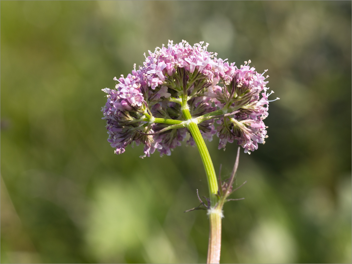 Изображение особи Valeriana sambucifolia.