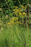 Senecio jacobaea