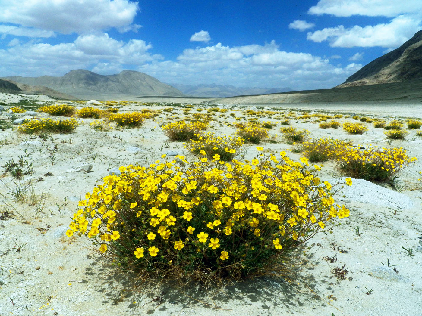 Изображение особи Potentilla virgata.