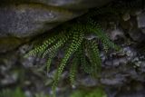 Asplenium trichomanes