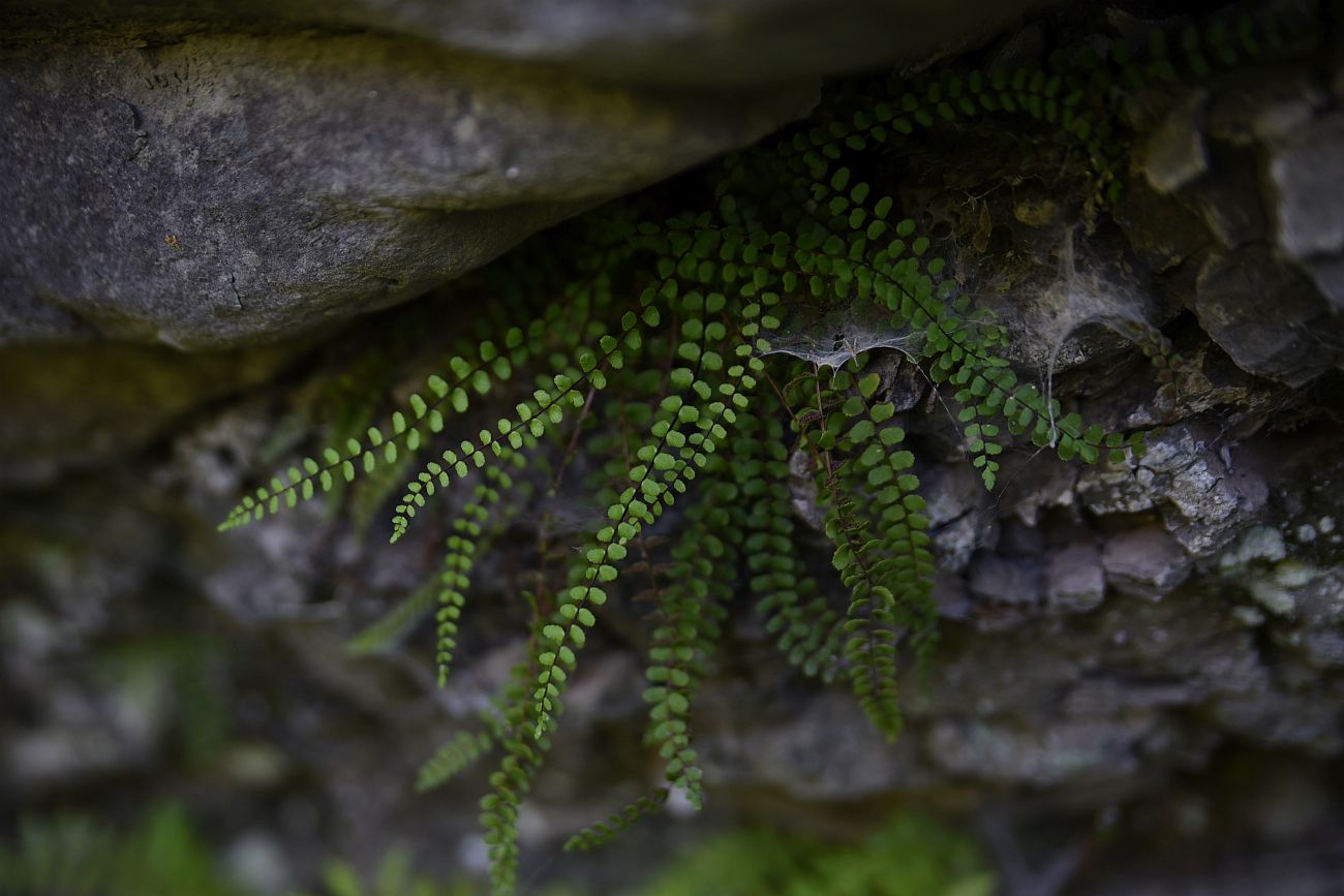 Изображение особи Asplenium trichomanes.