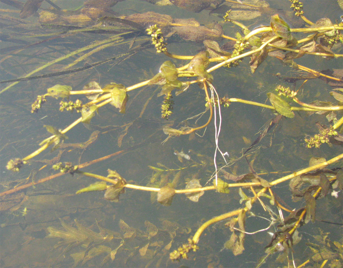 Изображение особи Potamogeton perfoliatus.