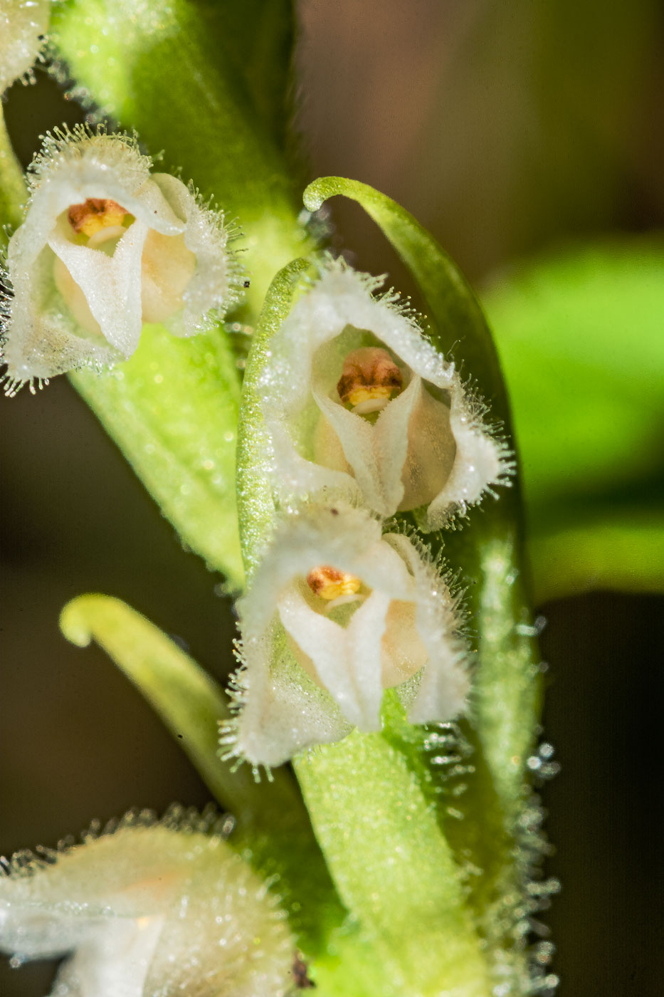 Image of Goodyera repens specimen.