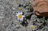 Waldheimia tomentosa