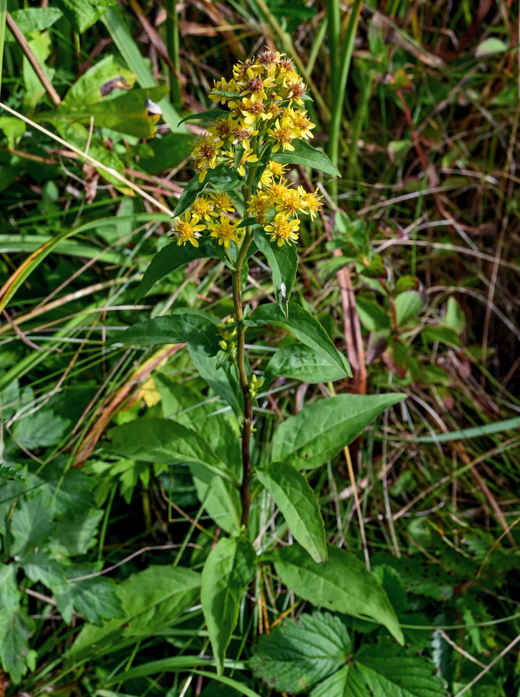 Image of Solidago virgaurea ssp. dahurica specimen.