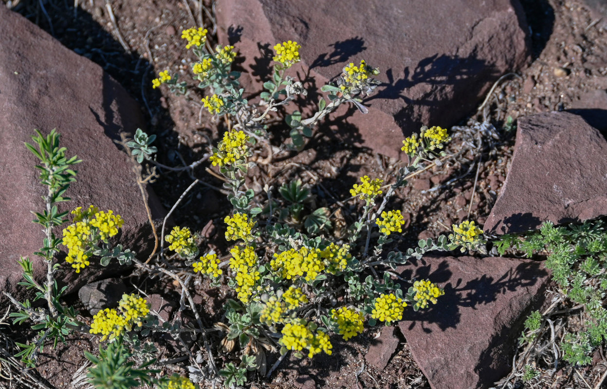 Image of Odontarrhena obovata specimen.