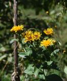 Inula aspera. Верхушка цветущего растения. Республика Адыгея, Майкопский р-н, край карьера компании \"Волма\", луг. 29.07.2023.