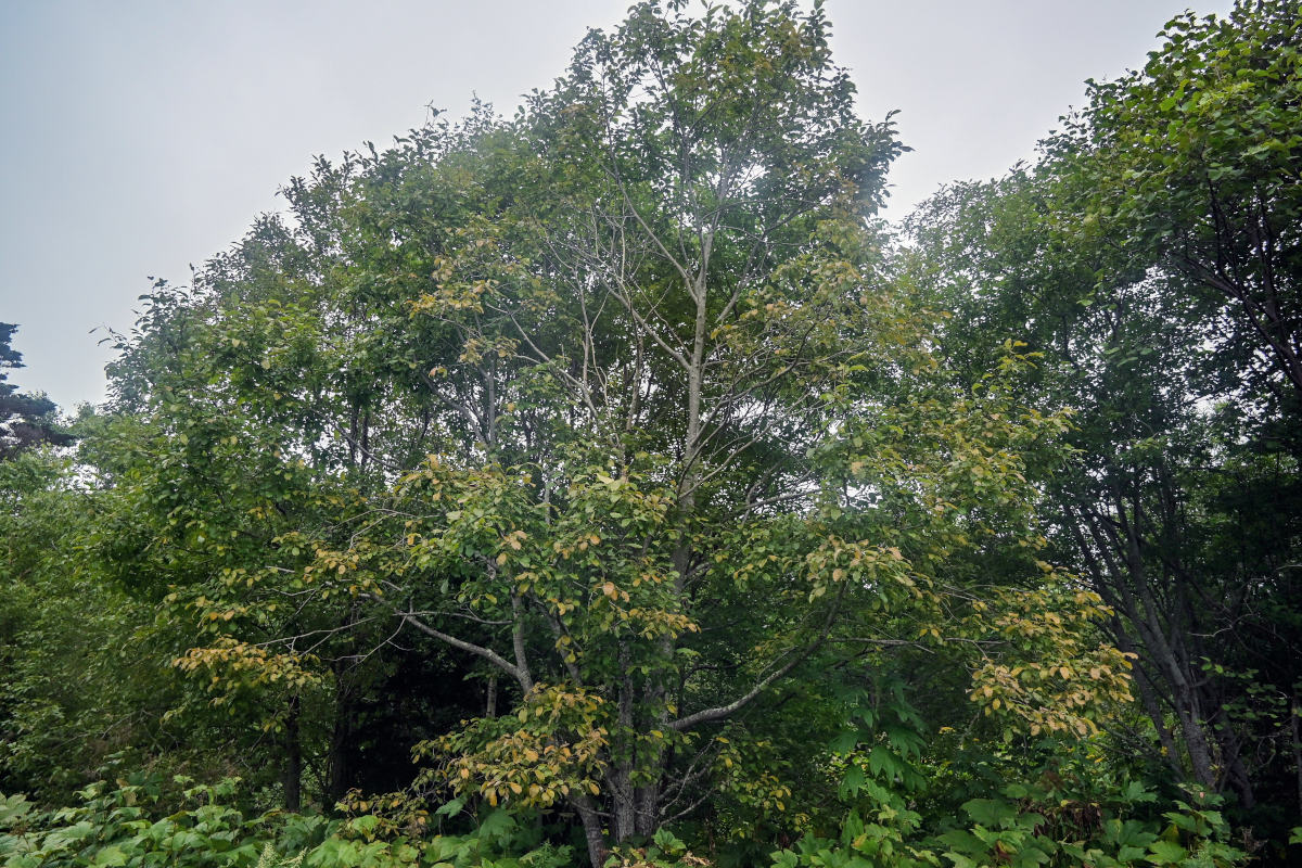 Image of genus Salix specimen.