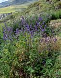 Nepeta grandiflora. Цветущие растения в сообществе с Sisymbrium. Чечня, Веденский р-н, с. Хой, ≈ 1800 м н.у.м., луговой склон. 25.07.2022.