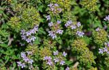 genus Thymus