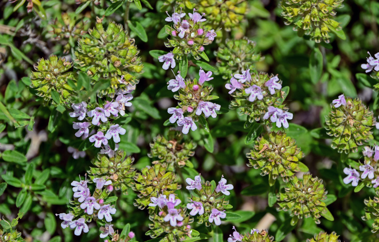 Изображение особи род Thymus.