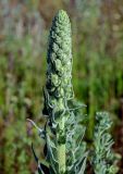 genus Verbascum