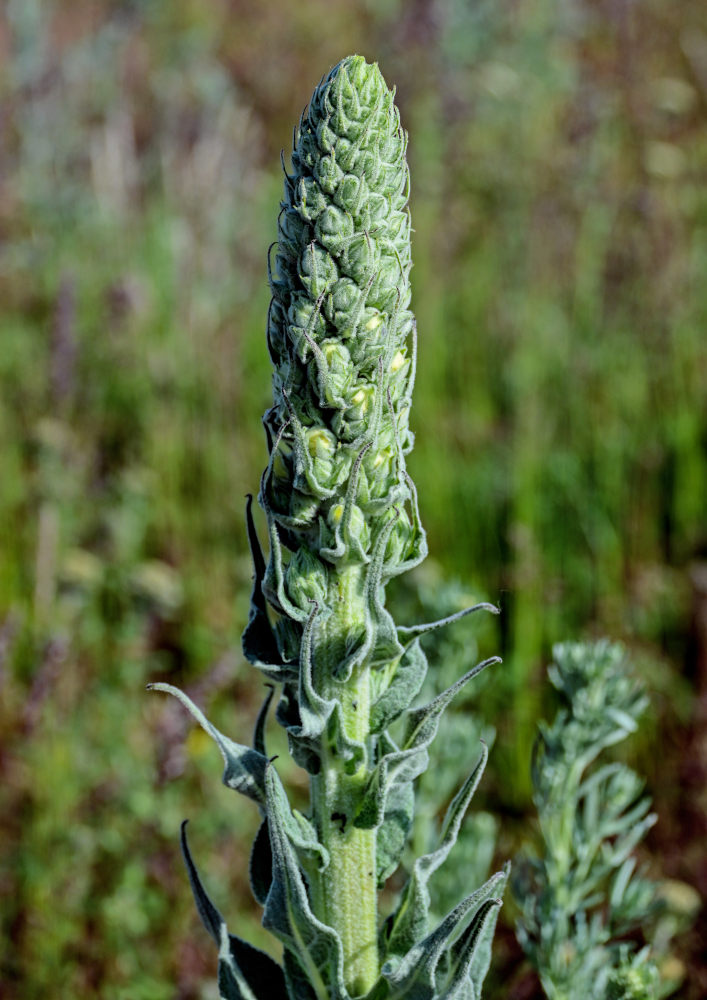 Изображение особи род Verbascum.