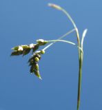 Carex capillaris