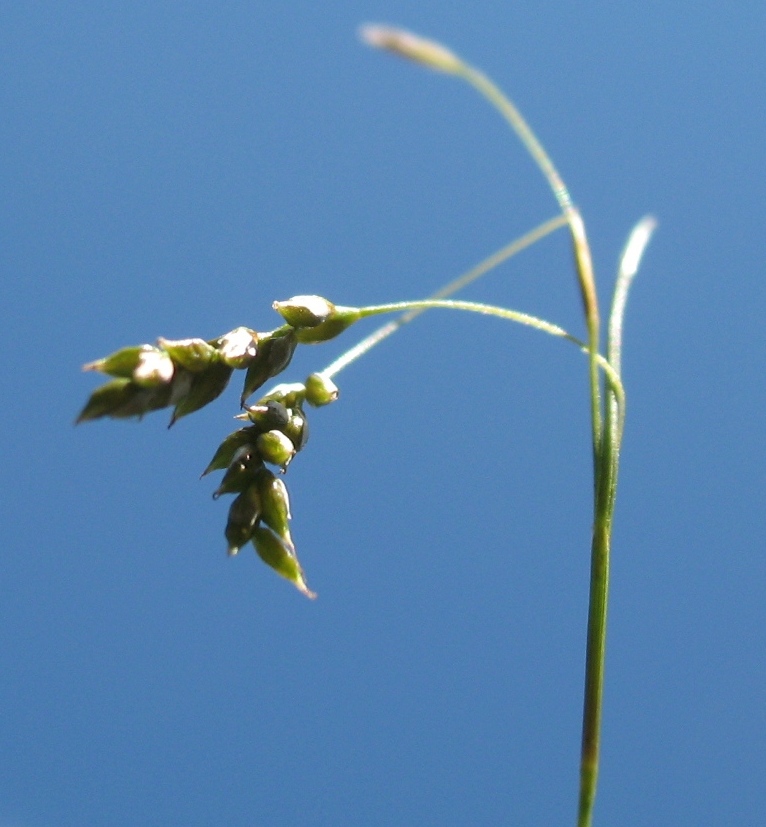 Изображение особи Carex capillaris.
