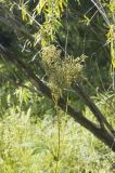 Filipendula palmata