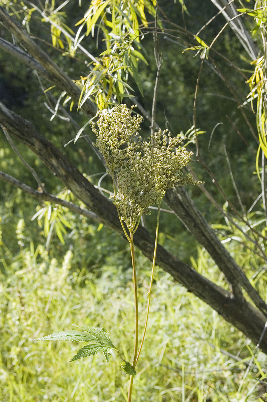 Image of Filipendula palmata specimen.