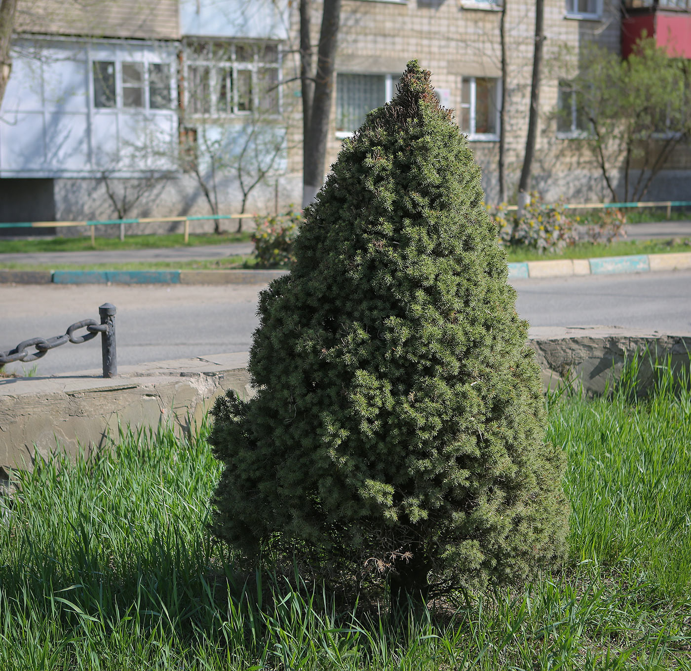 Изображение особи Picea glauca.