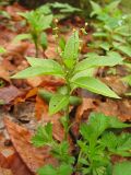 Mercurialis perennis. Цветущее растение с тычиночными цветками. Украина, Закарпатская обл., Раховский р-н, окр. с. Квасы, буковый лес. 2 мая 2008 г.