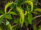 Salix triandra