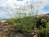Silene altaica
