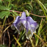 Aconitum consanguineum