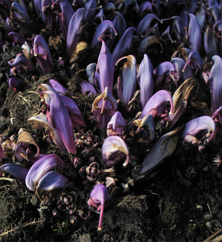 Image of Lathraea clandestina specimen.