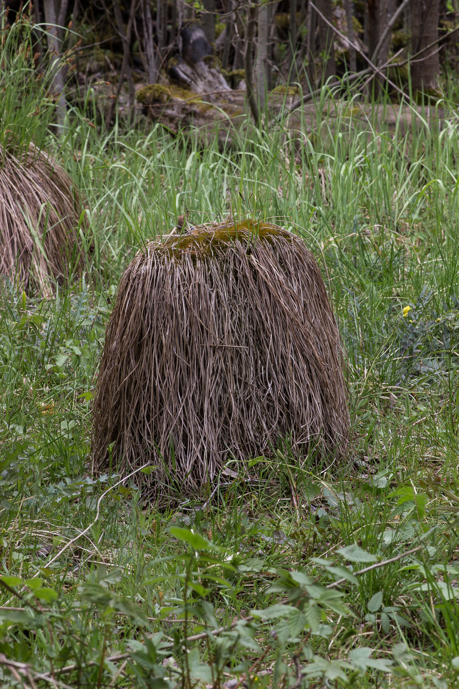Image of Amblystegium serpens specimen.