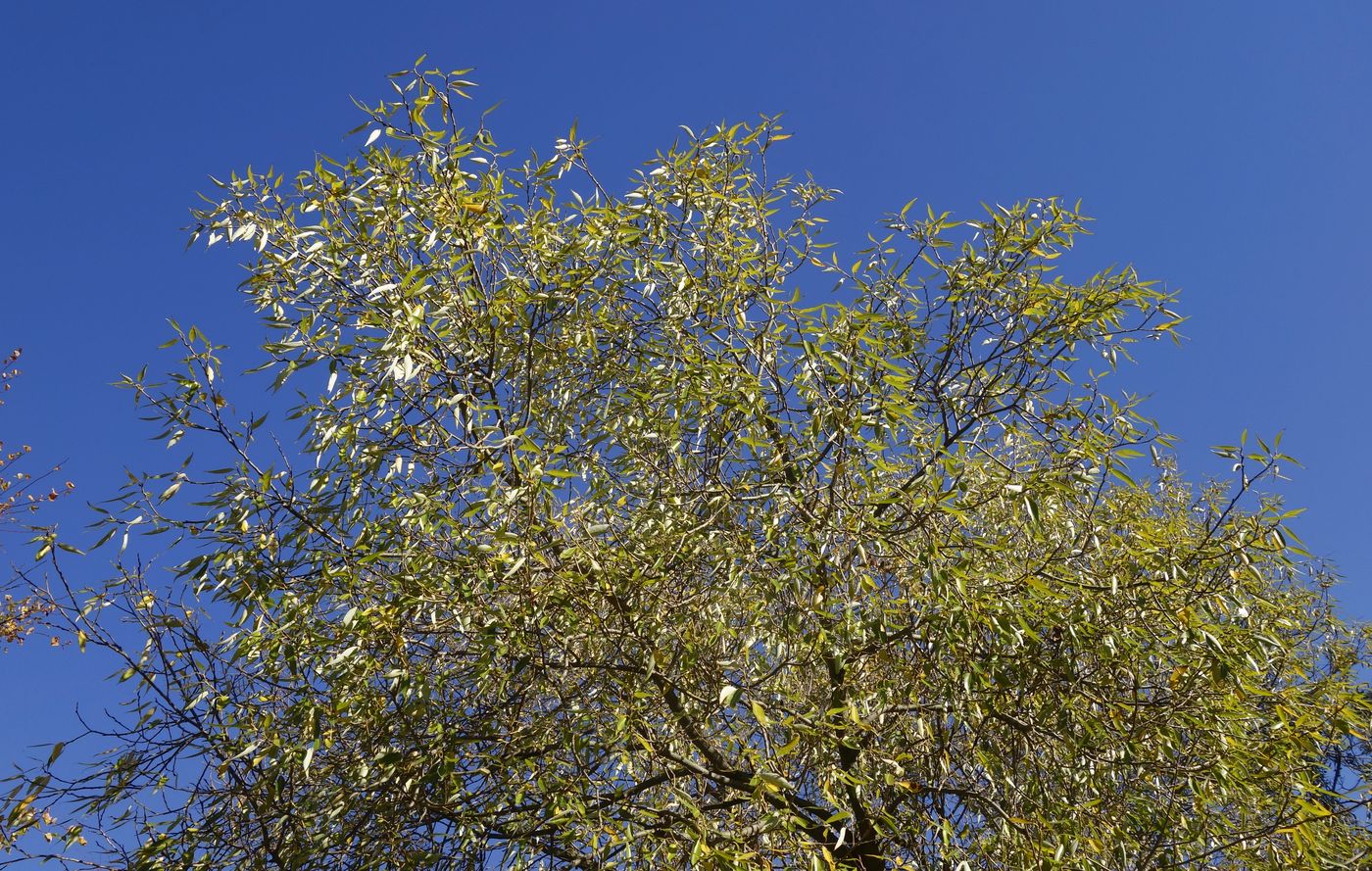 Image of Salix euxina specimen.
