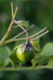 Solanum tuberosum. Плод. Санкт-Петербург, г. Ломоносов, Красная Слобода, в культуре. 28.08.2010.