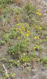genus Hieracium
