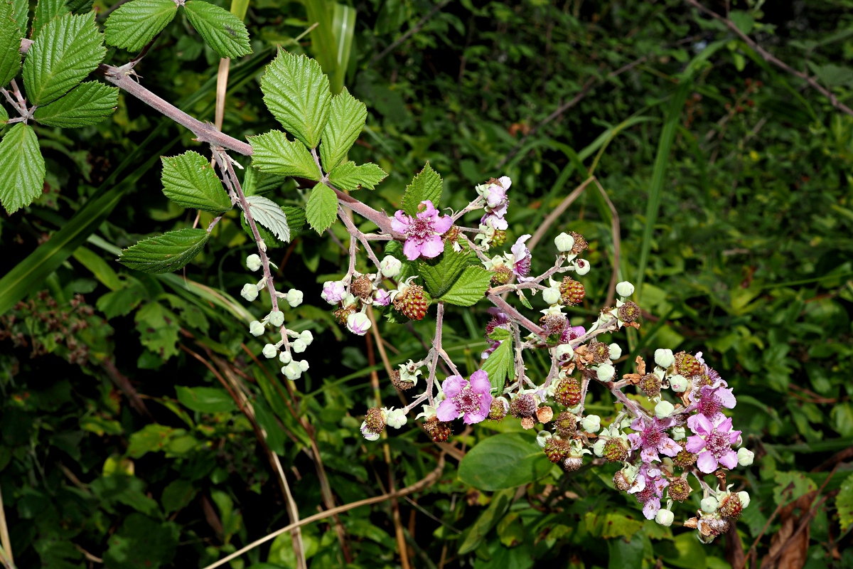 Изображение особи Rubus sanctus.