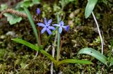 Scilla bifolia