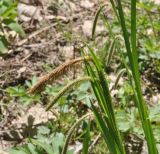 род Carex