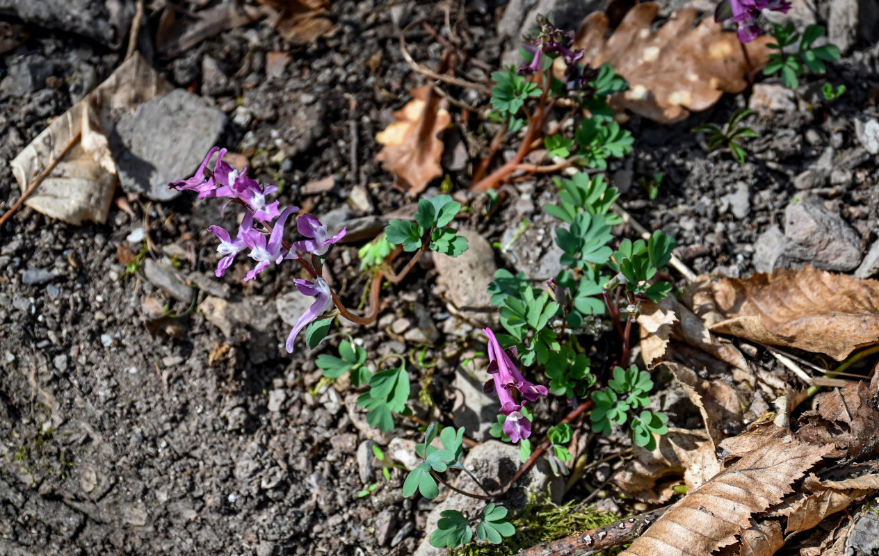 Image of Corydalis caucasica specimen.