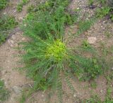 Astragalus aegobromus