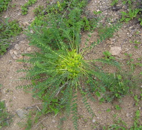 Изображение особи Astragalus aegobromus.