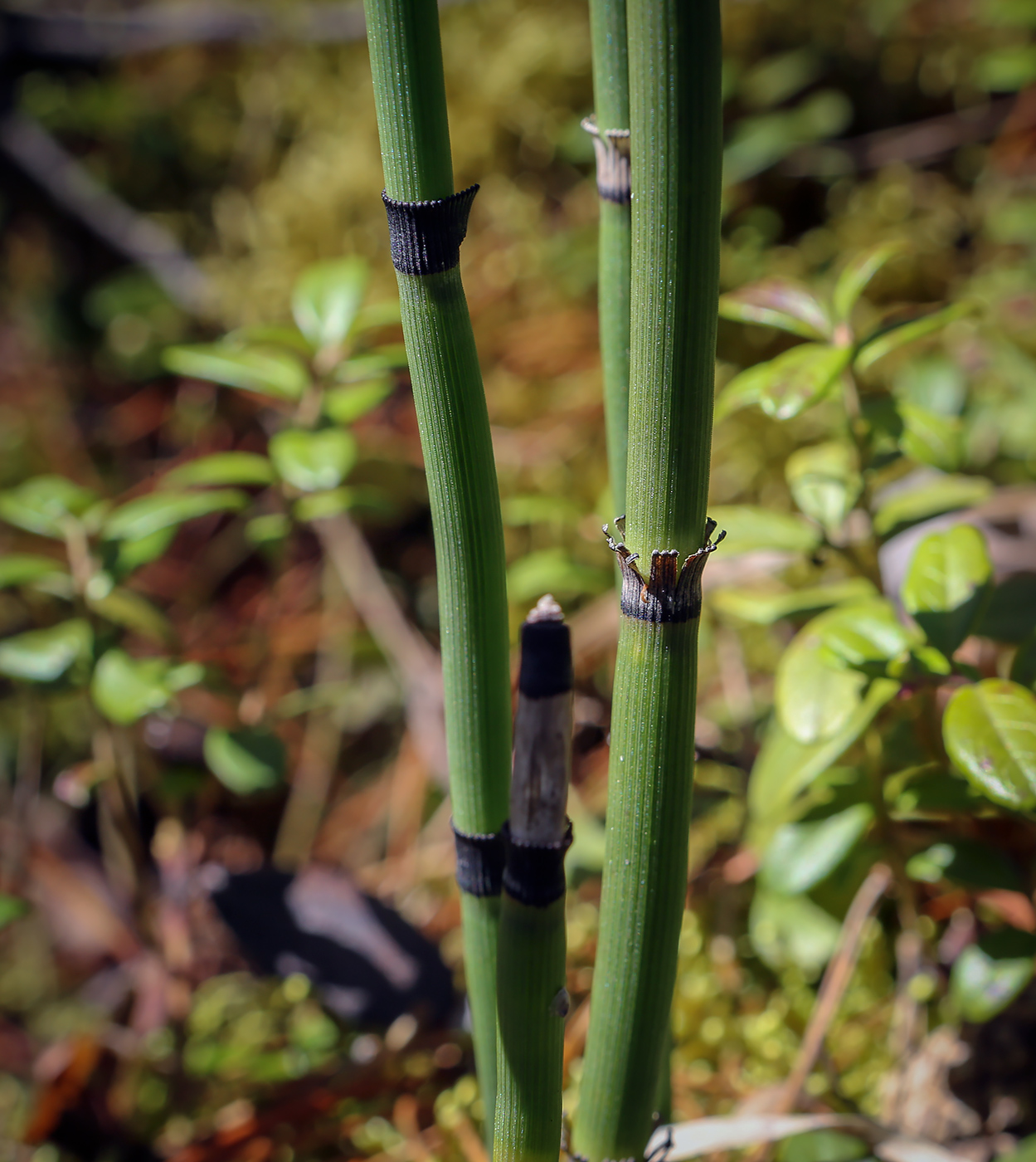 Image of Equisetum hyemale specimen.