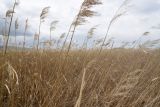 Phragmites australis. Сухие растения. Грузия, Самцхе-Джавахети, Ахалкалакский муниципалитет, оз. Карцахи, северный берег. 18 мая 2025 г.